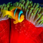 Coral reef disney menu