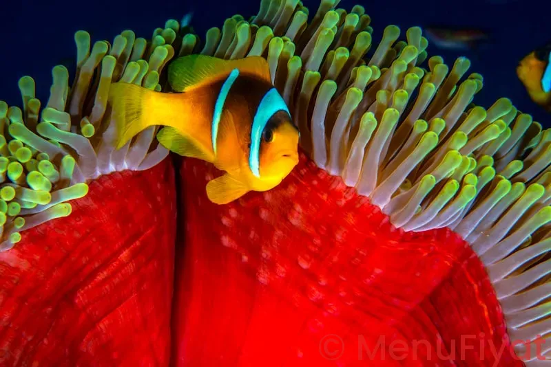 Coral reef disney menu