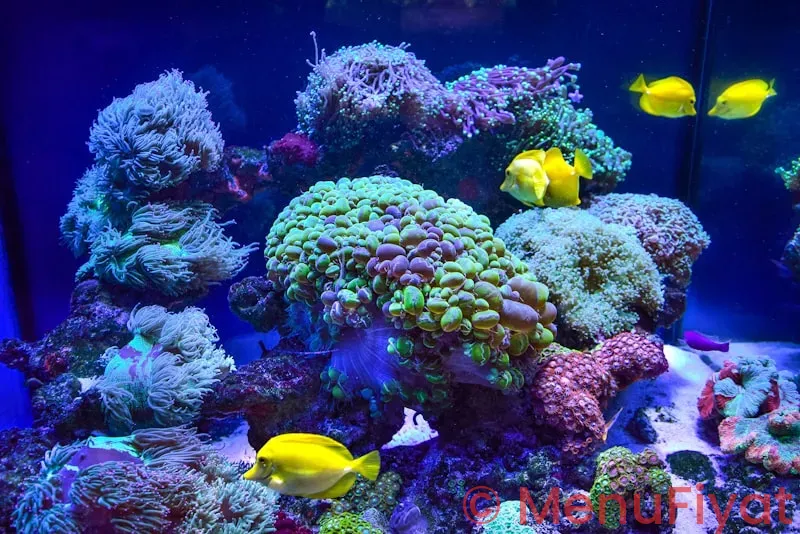 Coral reef disney menu Coral reef disney menu