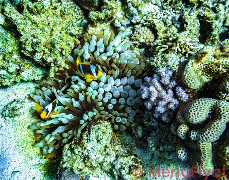 Coral reef disney menu Coral reef disney menu