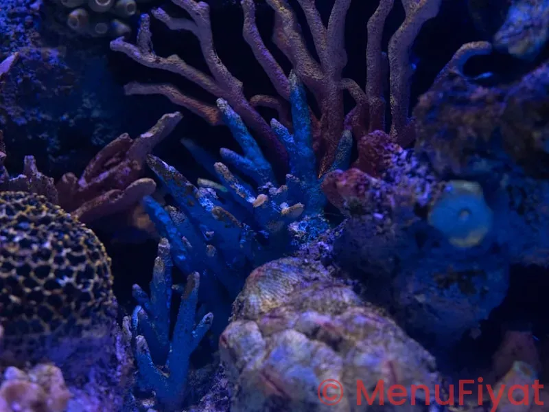Coral reef disney menu Coral reef disney menu
