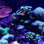 Disney coral reef menu