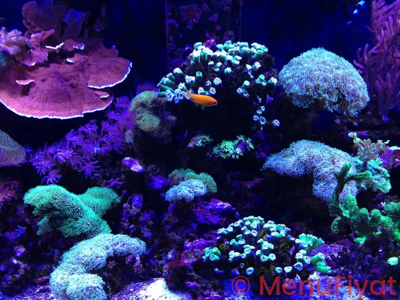 Disney coral reef menu