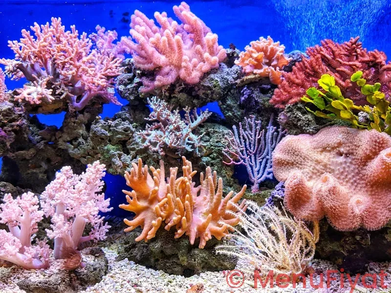 Disney coral reef menu