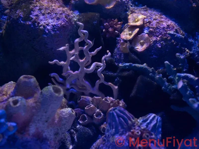 Disney coral reef menu