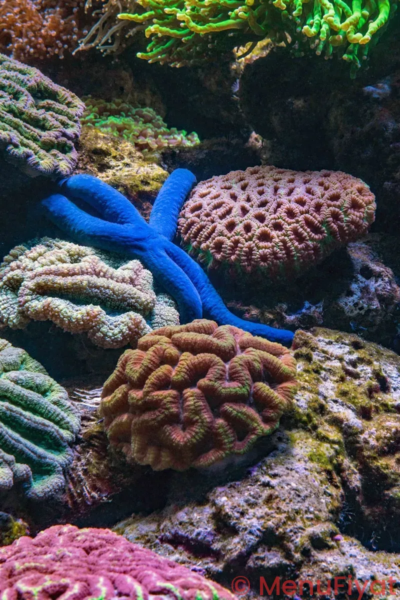 Disney coral reef menu