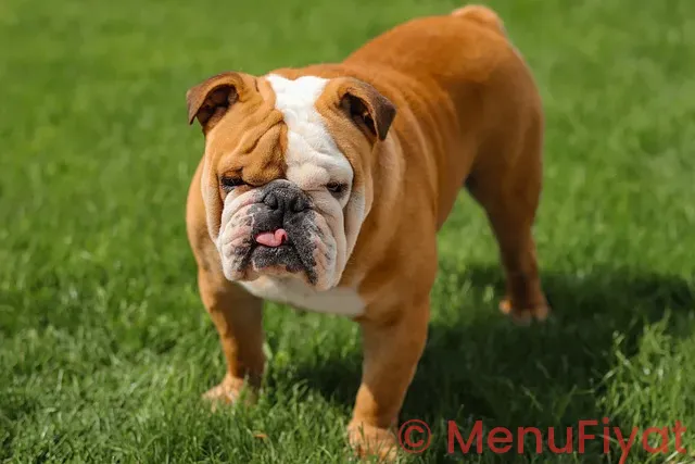 Dog menus Dog menus