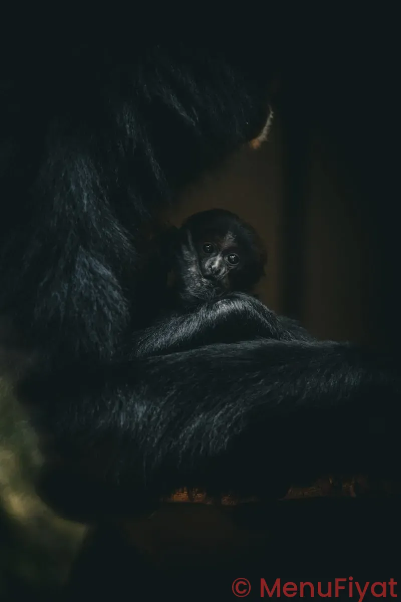 Gorilla tag mod menus