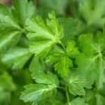 Green chef menus