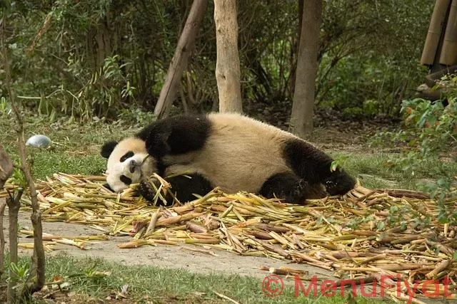 Panda express menu with pictures and prices