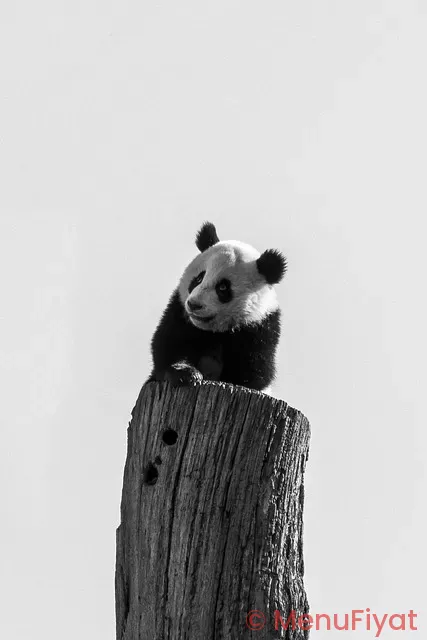 Panda express menu with pictures and prices