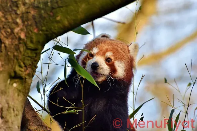 Panda express menu with pictures and prices