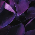 Purple lotus menu
