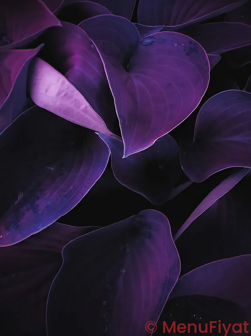 Purple lotus menu