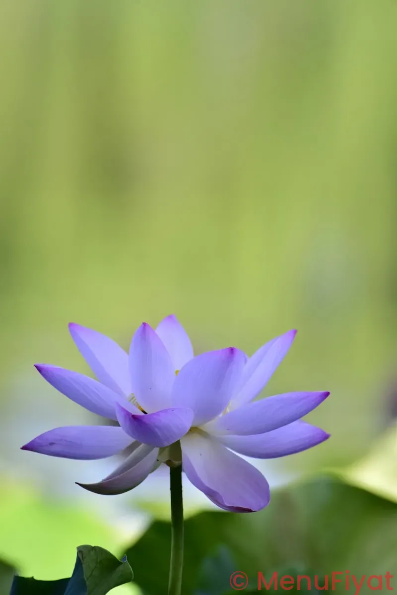 Purple lotus menu
