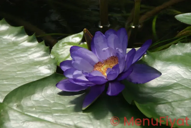 Purple lotus menu