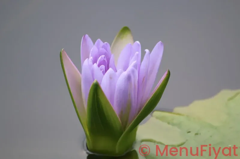 Purple lotus menu
