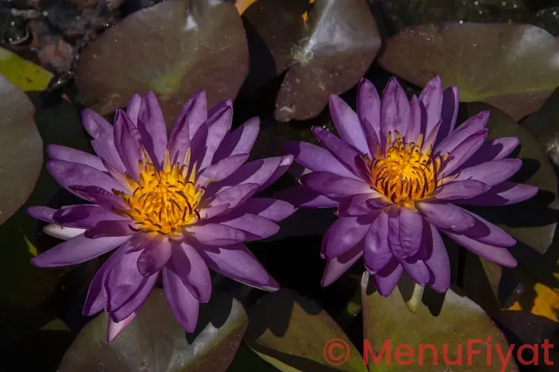 Purple lotus menu san jose