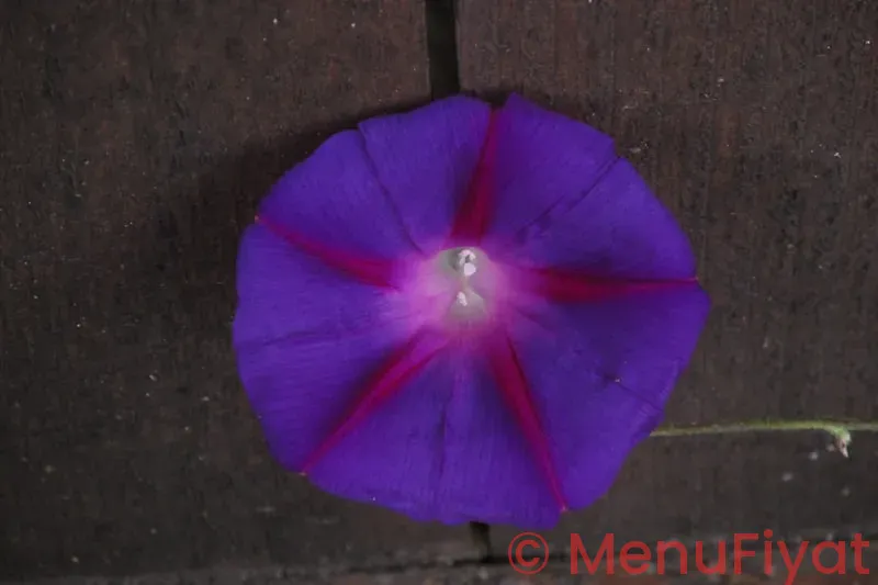 Purple lotus menu san jose