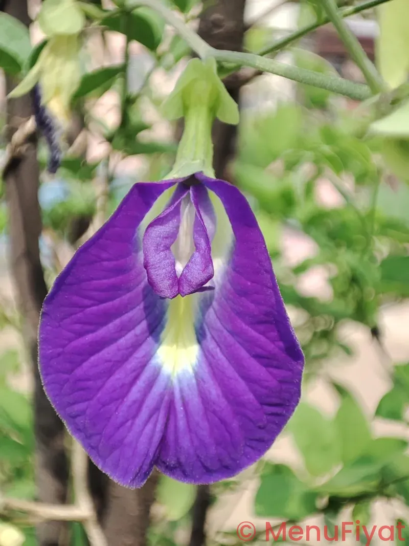 Purple lotus patient center menu