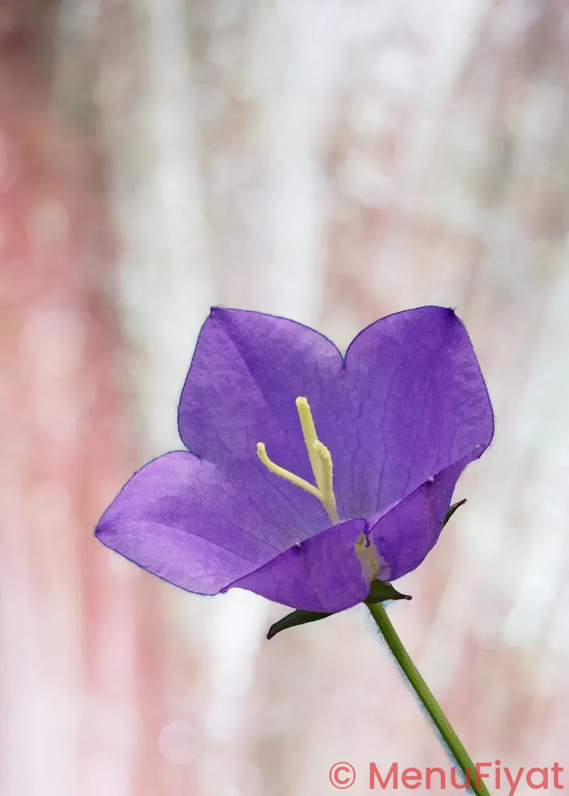Purple lotus patient center menu