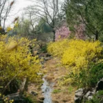 Spring creek menu and prices