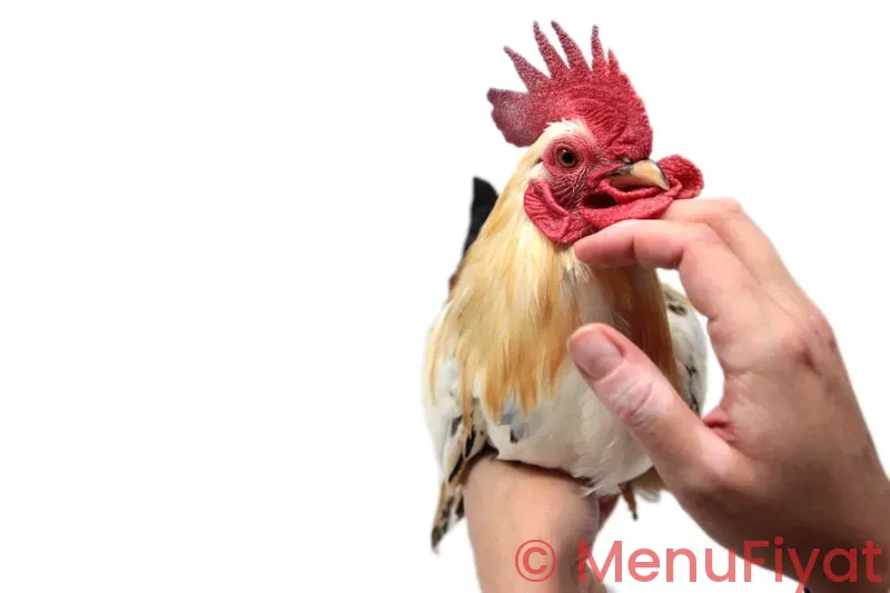 Zaxby's chicken fingers and buffalo wings kingsport menu