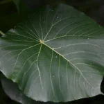 Zen leaf neptune menu price