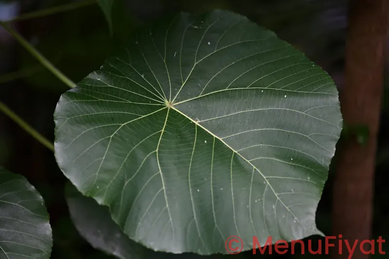Zen leaf neptune menu price Zen leaf neptune menu price