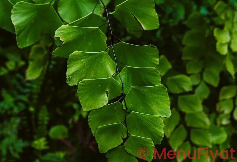 Zen leaf neptune menu price Zen leaf neptune menu price