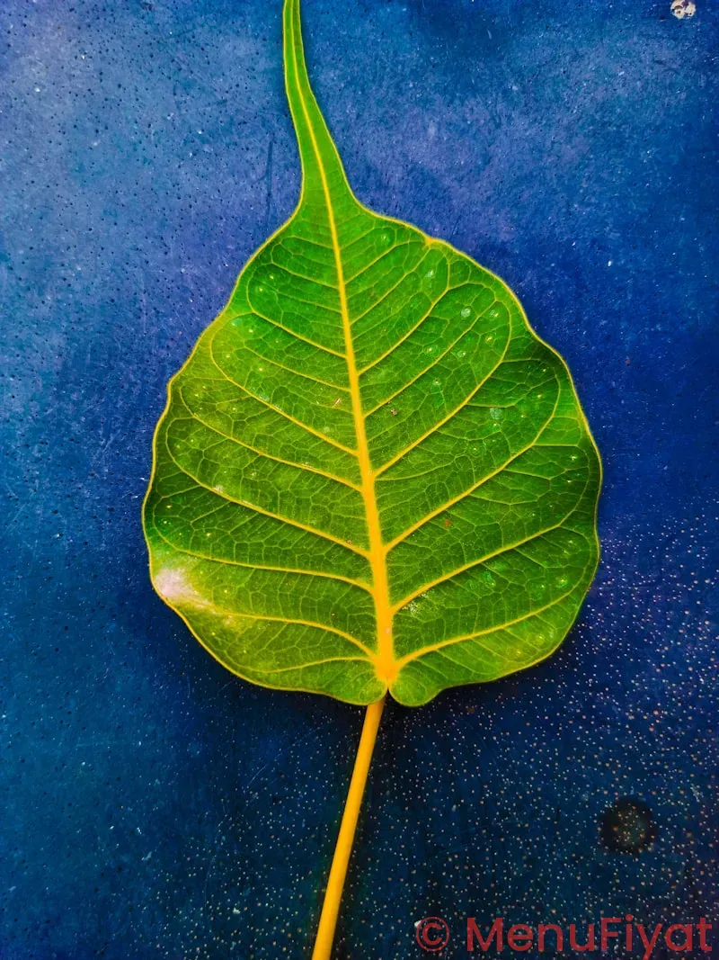 Zen leaf neptune menu price Zen leaf neptune menu price